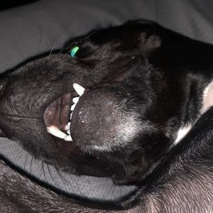 Meet your Posher, Luis